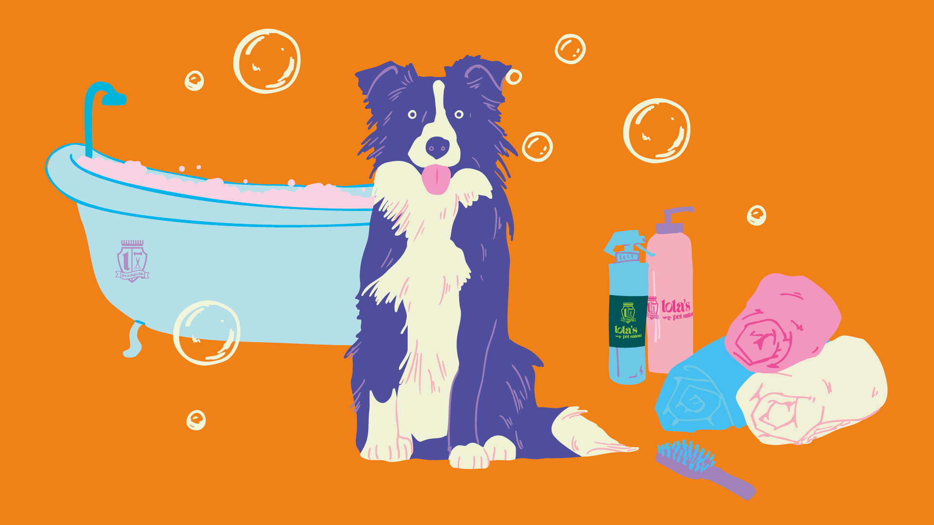 How to Groom a Border Collie at Home